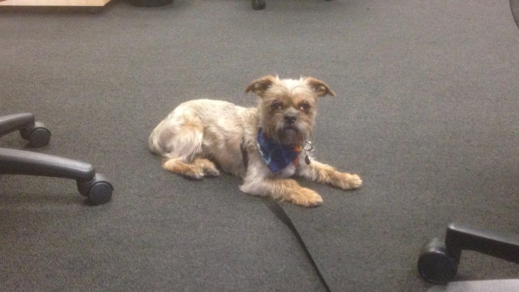 dog sitting in middle of floor